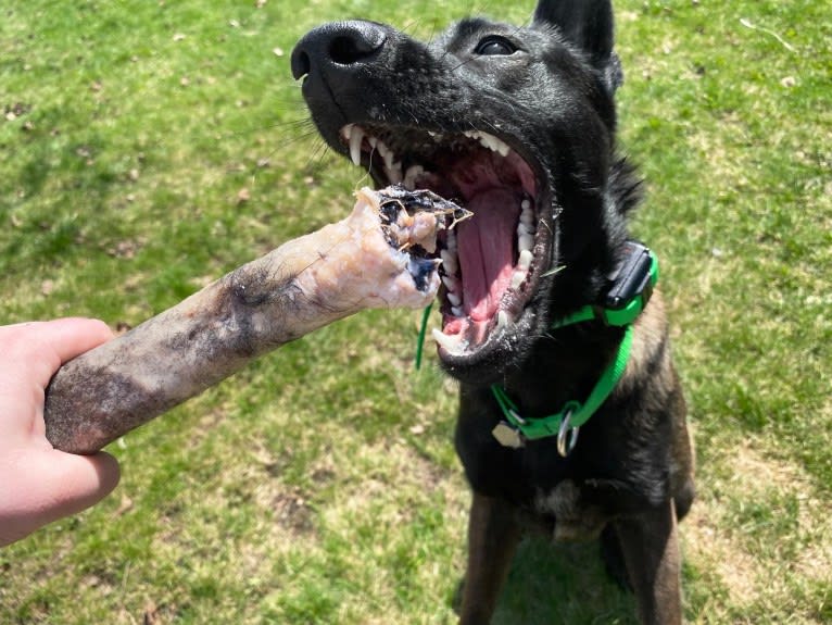 Earth Empire’s Great Uniter “Kuvira”, a Belgian Malinois and German Shepherd Dog mix tested with EmbarkVet.com
