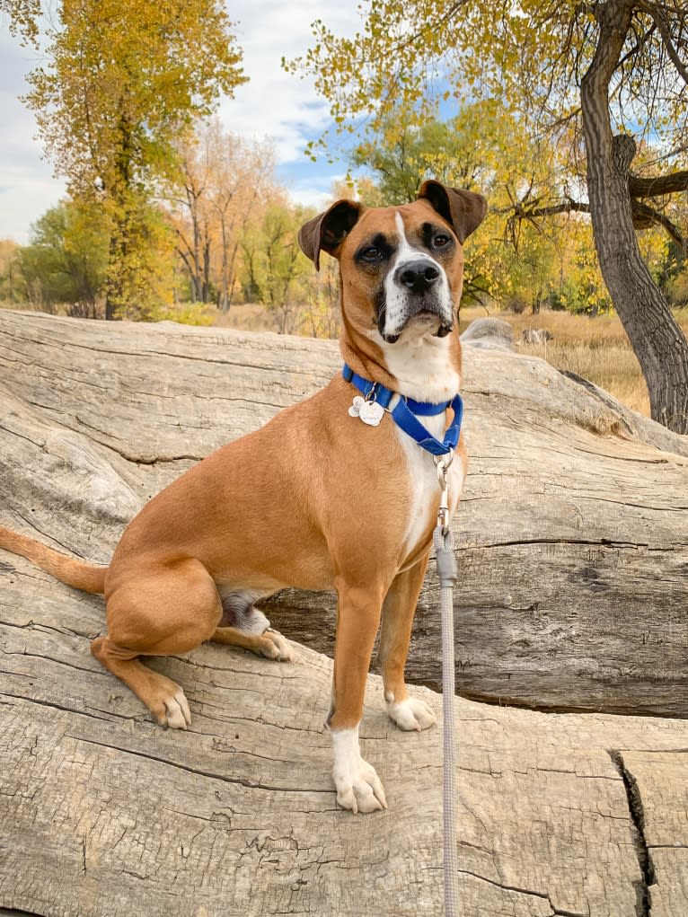 Bastion, an American Pit Bull Terrier and Boxer mix tested with EmbarkVet.com