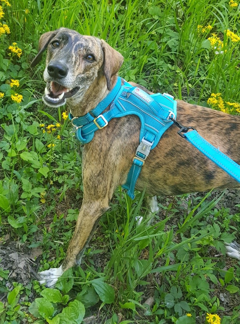 Zahara, an Arabian Village Dog and Saluki mix tested with EmbarkVet.com