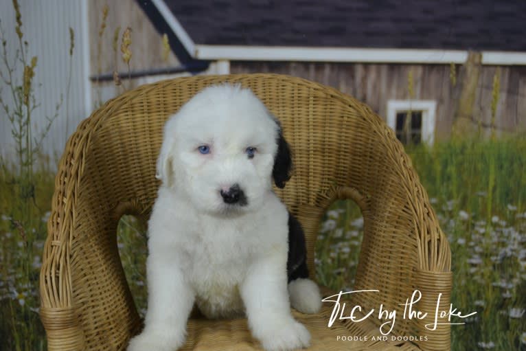 Saphire, an Old English Sheepdog tested with EmbarkVet.com