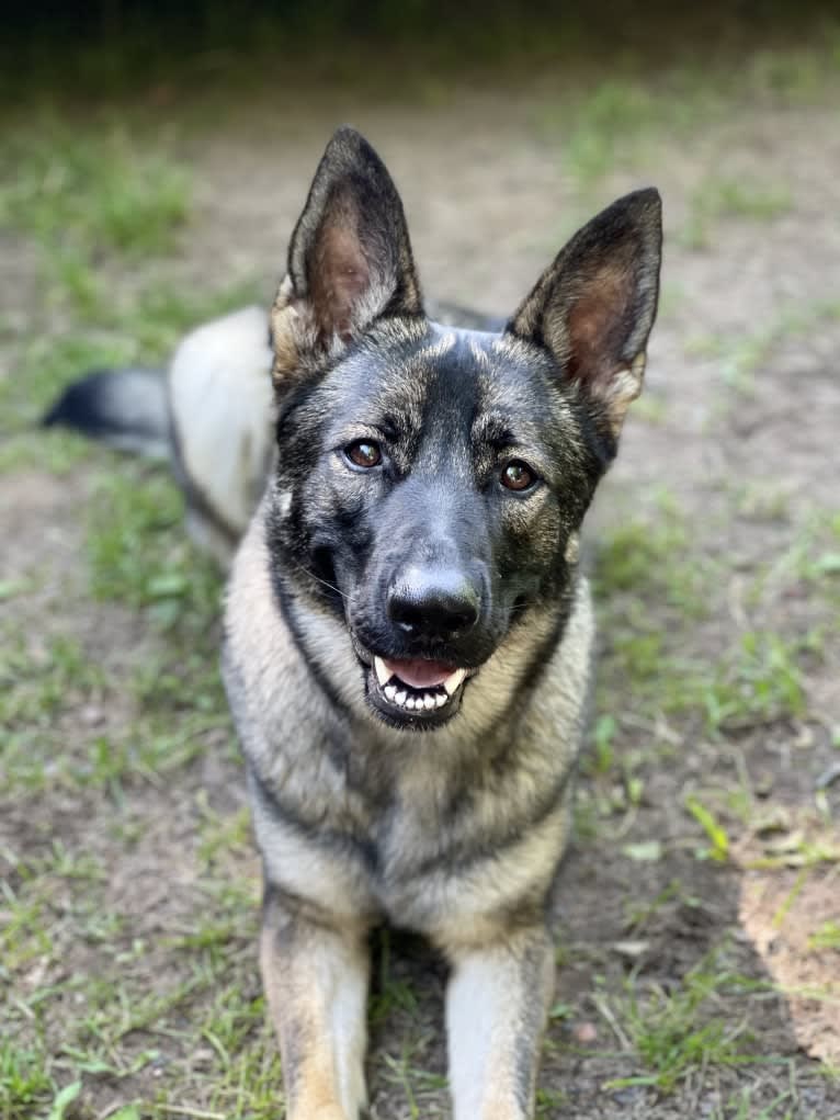 Reyka, a German Shepherd Dog tested with EmbarkVet.com