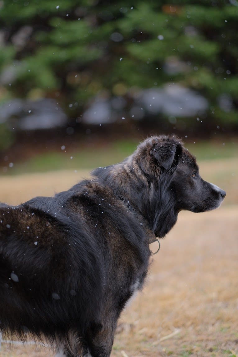 Maverick, a Siberian Husky and American Pit Bull Terrier mix tested with EmbarkVet.com