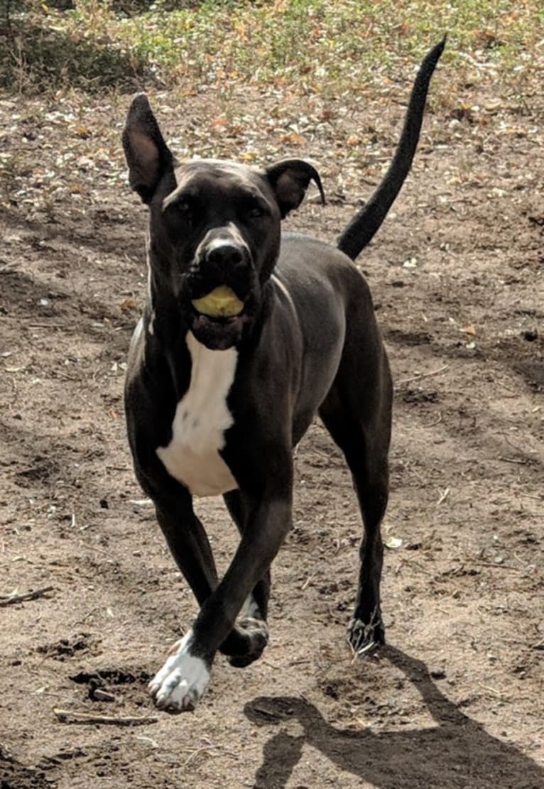 Andromeda, an American Pit Bull Terrier and Boxer mix tested with EmbarkVet.com