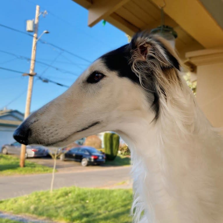 Fennel, a Borzoi tested with EmbarkVet.com