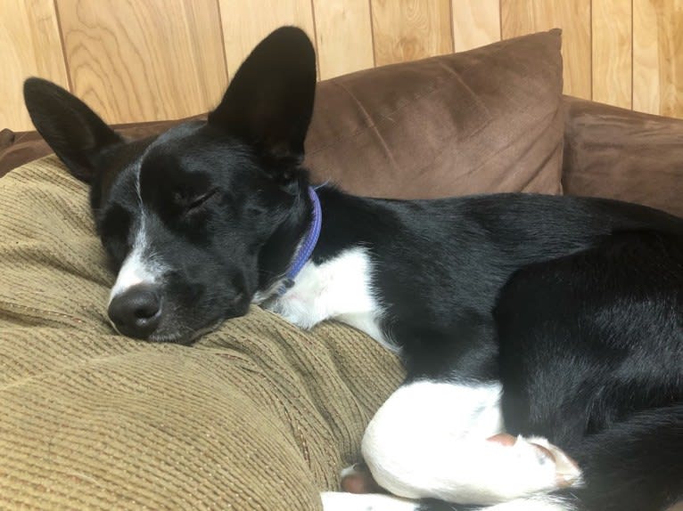 Newt, an Australian Cattle Dog and Border Collie mix tested with EmbarkVet.com