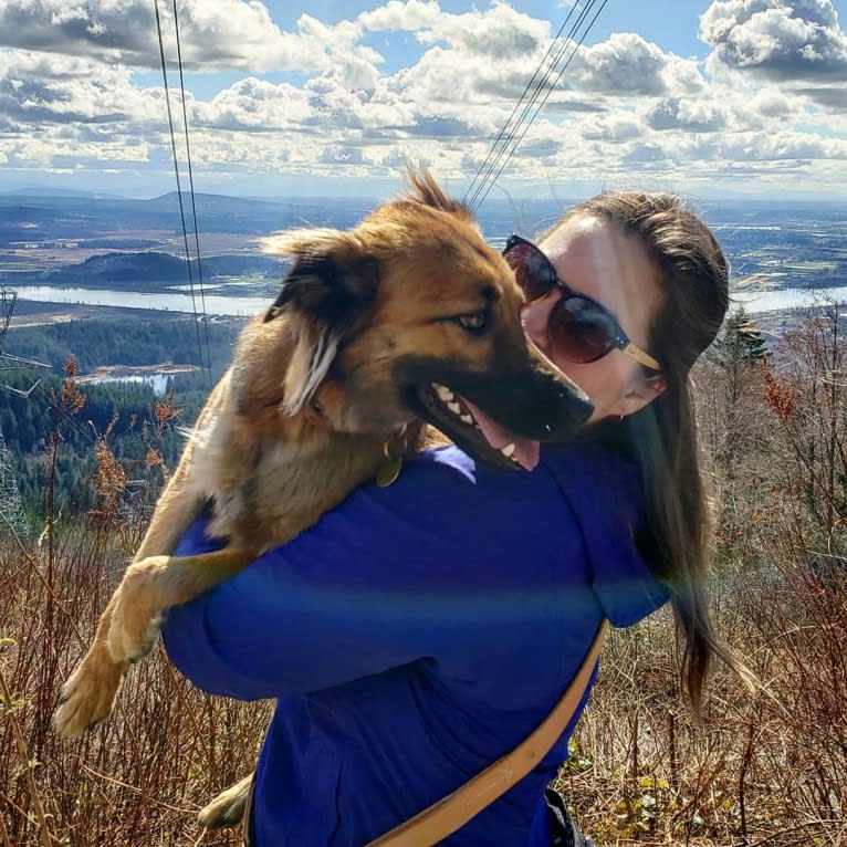 Lucy, a Formosan Mountain Dog tested with EmbarkVet.com