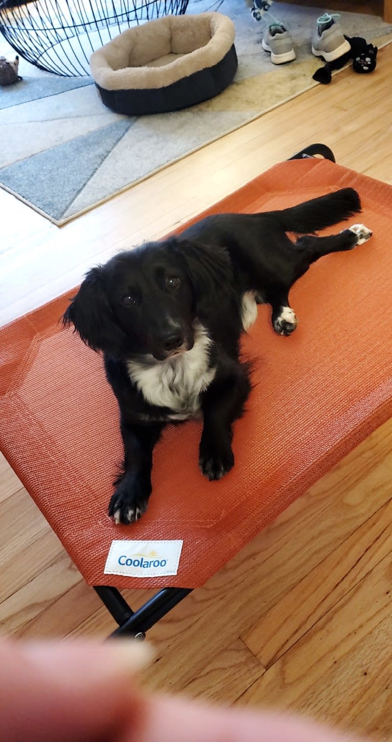 Roscoe, a Dachshund and Labrador Retriever mix tested with EmbarkVet.com