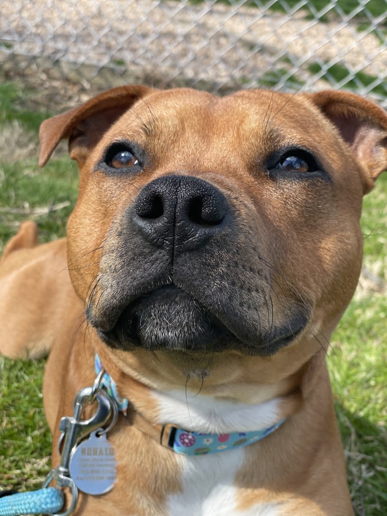 Robalo, a Staffordshire Bull Terrier tested with EmbarkVet.com