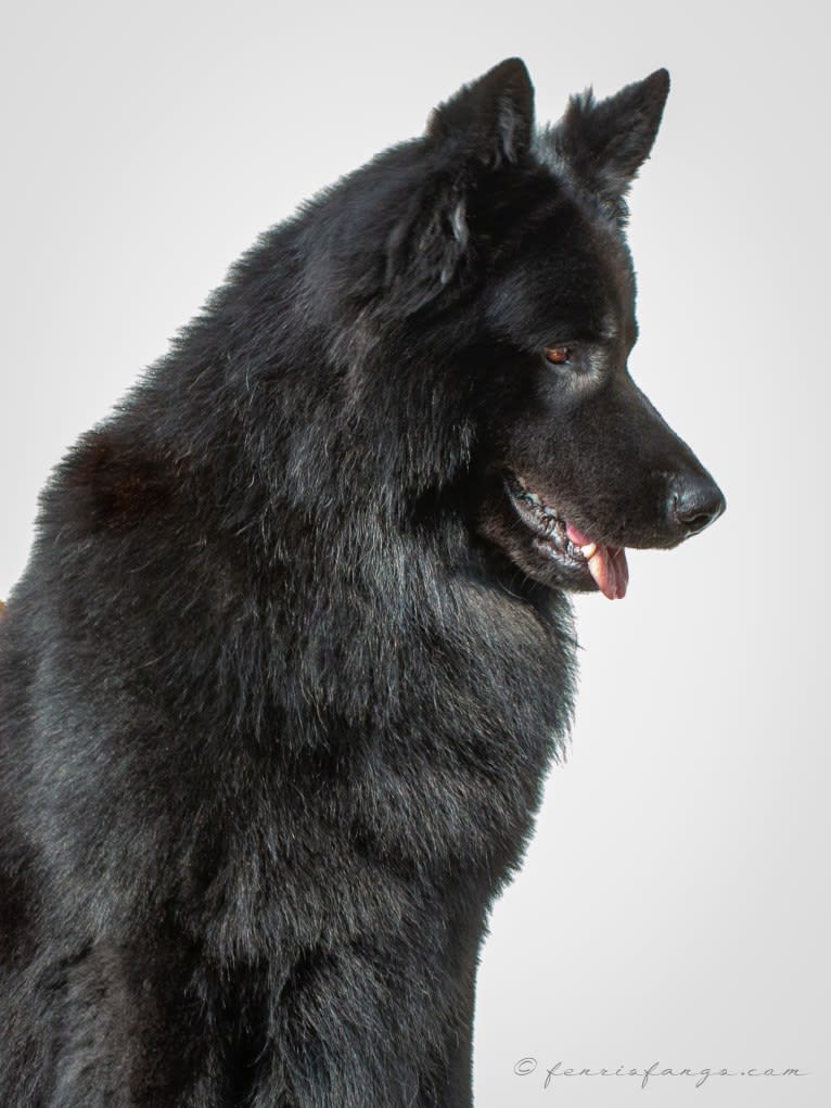 DARYUN, a German Shepherd Dog tested with EmbarkVet.com