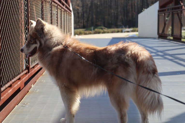 Sokka, a Siberian Husky tested with EmbarkVet.com