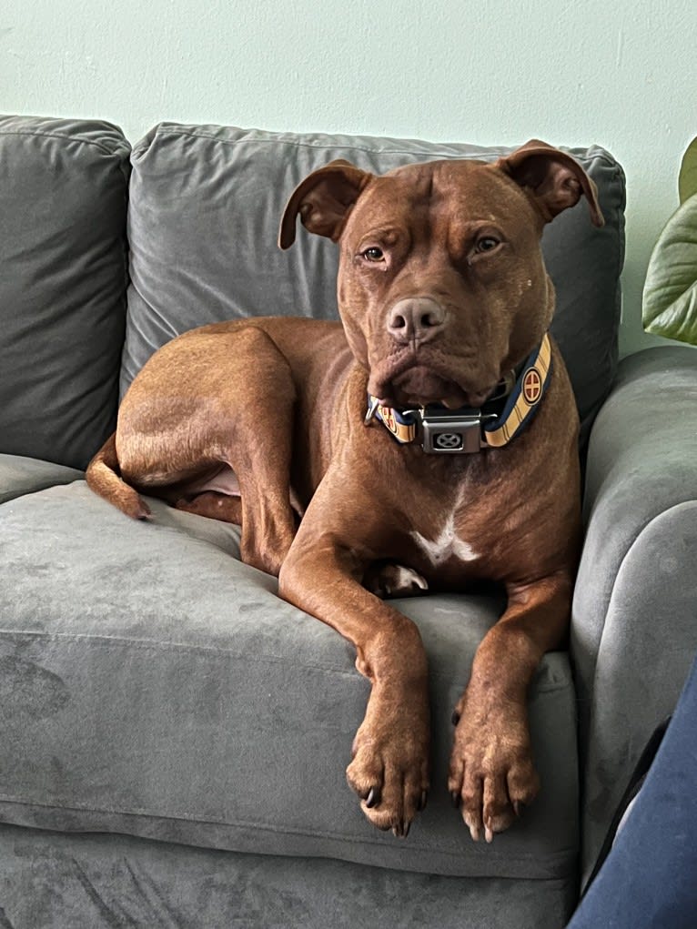 Cortéz, an American Pit Bull Terrier tested with EmbarkVet.com