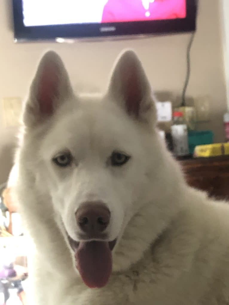 Phantom, a Siberian Husky tested with EmbarkVet.com