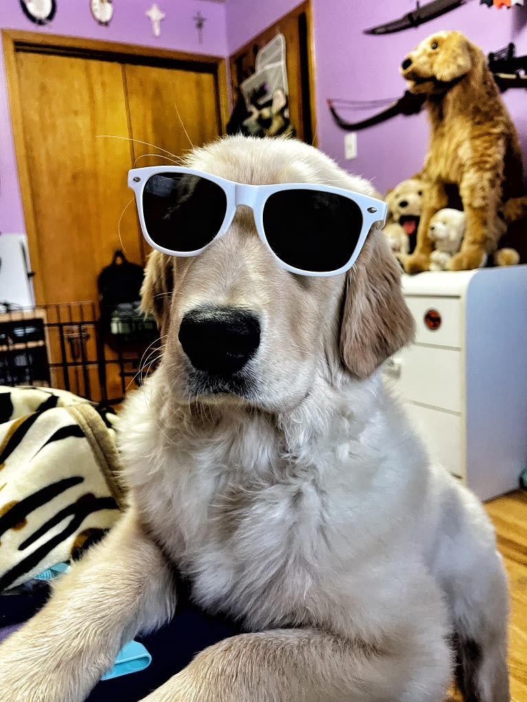 Alita, a Golden Retriever tested with EmbarkVet.com
