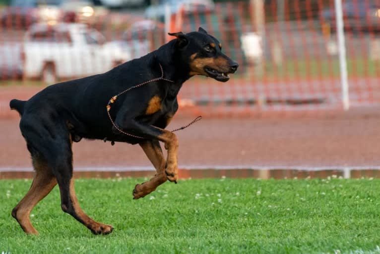 Riku, a Doberman Pinscher tested with EmbarkVet.com