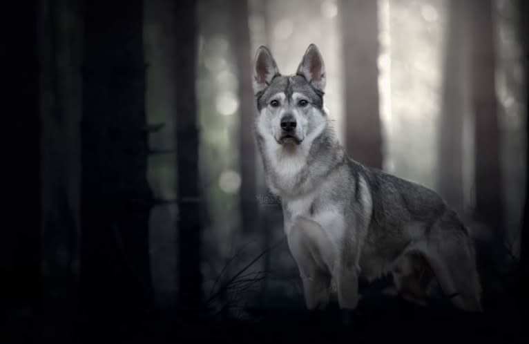 Tommen, a German Shepherd Dog and Siberian Husky mix tested with EmbarkVet.com
