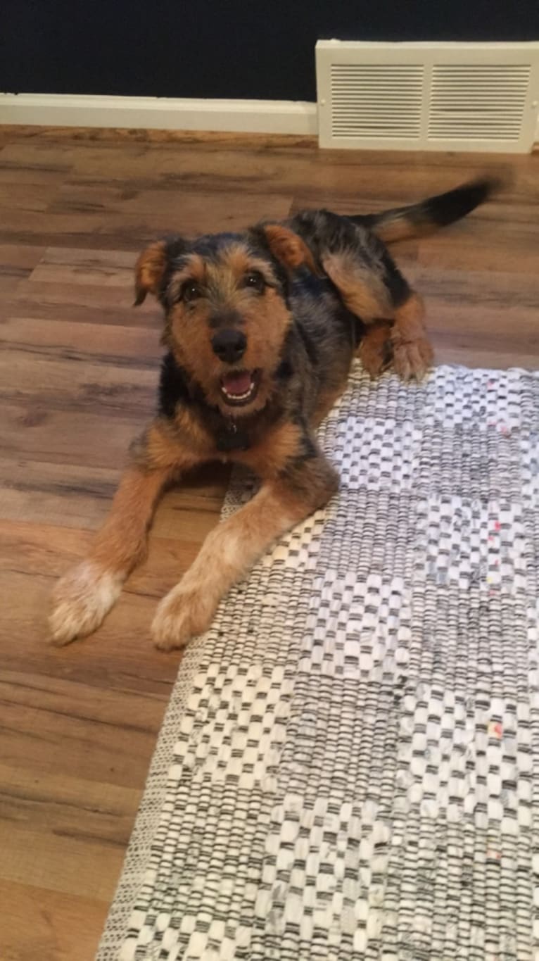 Tate, an Airedale Terrier and Australian Cattle Dog mix tested with EmbarkVet.com