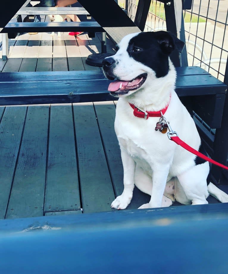 Eleven, a Bulldog and Great Pyrenees mix tested with EmbarkVet.com