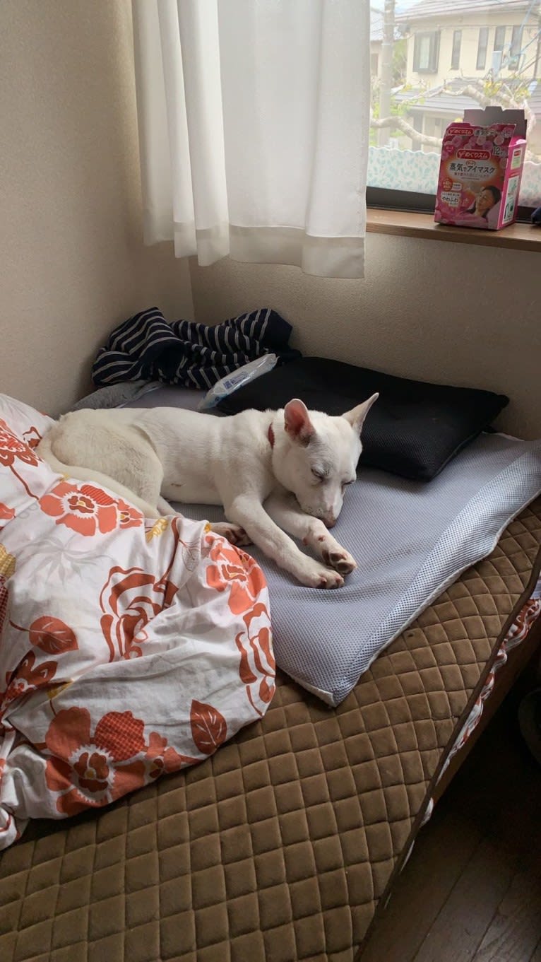 トト, a Shiba Inu and American Eskimo Dog mix tested with EmbarkVet.com