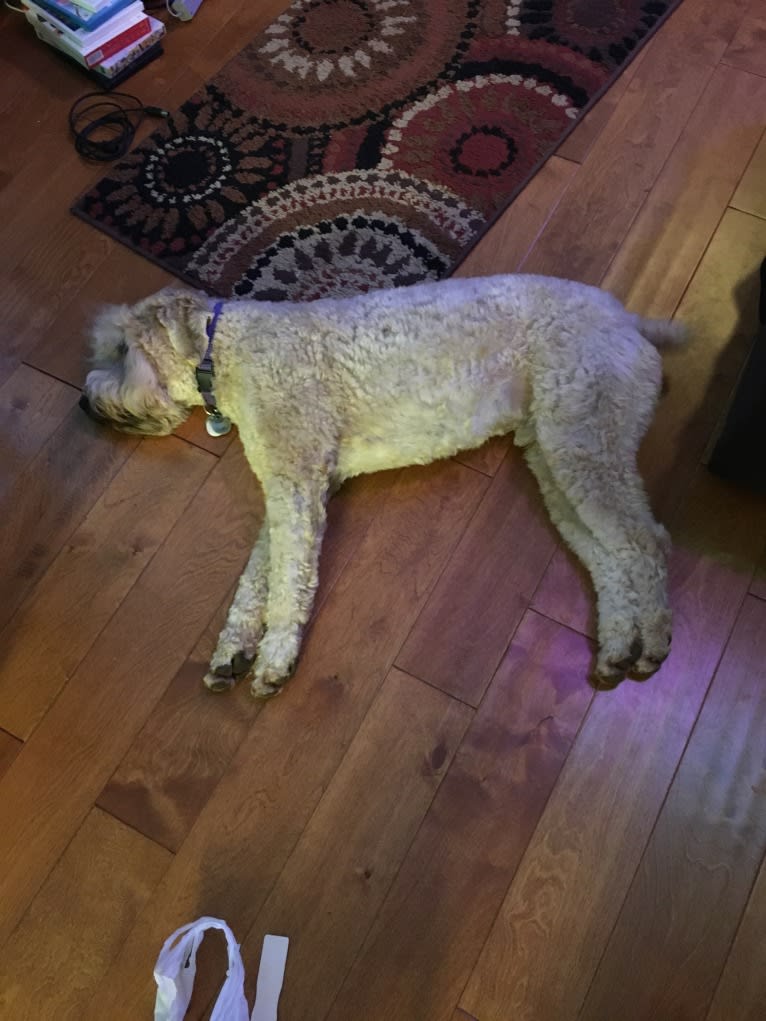 Bentley, a Soft Coated Wheaten Terrier tested with EmbarkVet.com