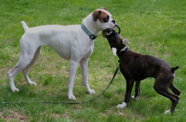 Bodie, a Boxer tested with EmbarkVet.com