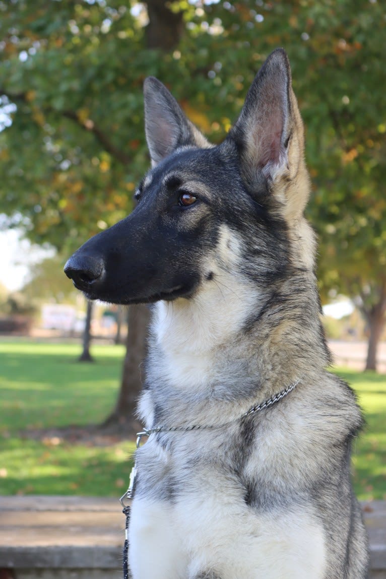 Nova, a German Shepherd Dog tested with EmbarkVet.com