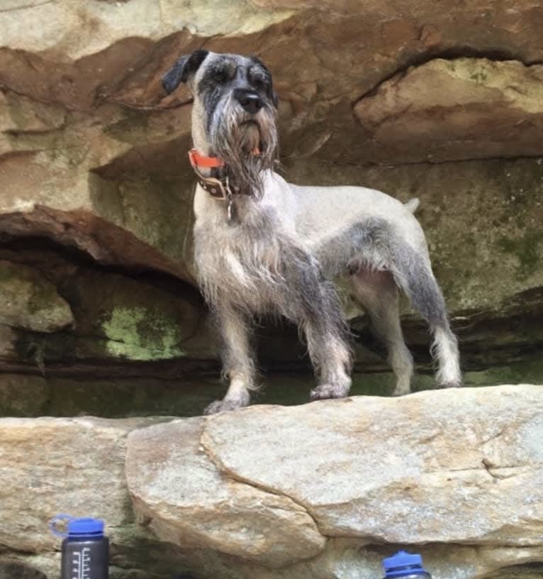 Watson, a Standard Schnauzer tested with EmbarkVet.com