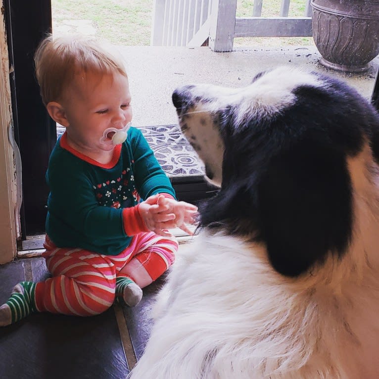 Po, a Great Pyrenees and Anatolian Shepherd Dog mix tested with EmbarkVet.com