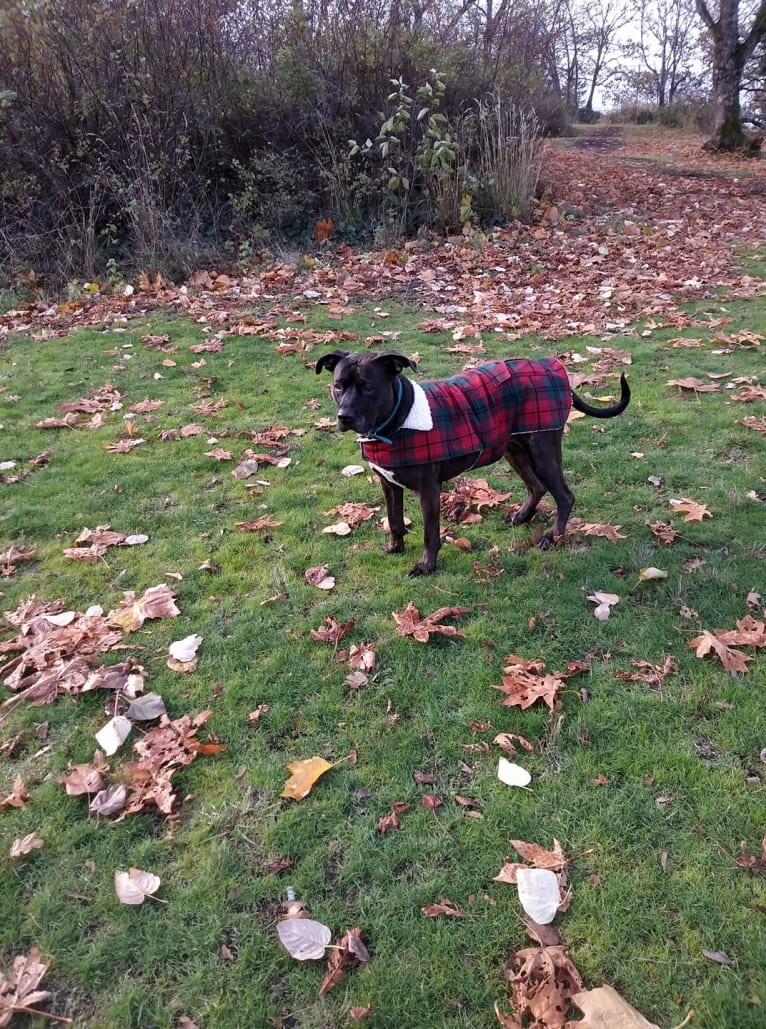 Luci Fur, an American Pit Bull Terrier and Rottweiler mix tested with EmbarkVet.com