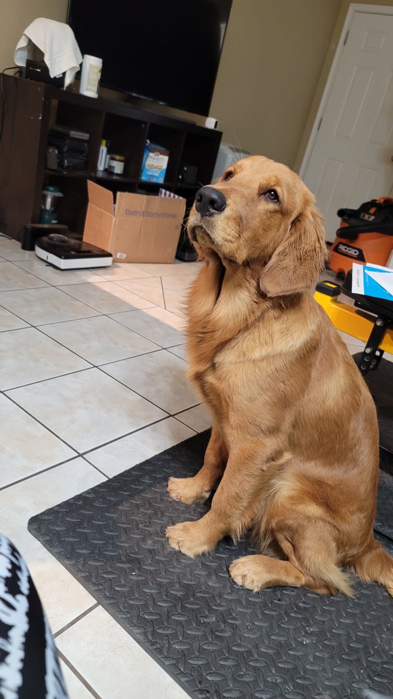 Maya, a Golden Retriever tested with EmbarkVet.com