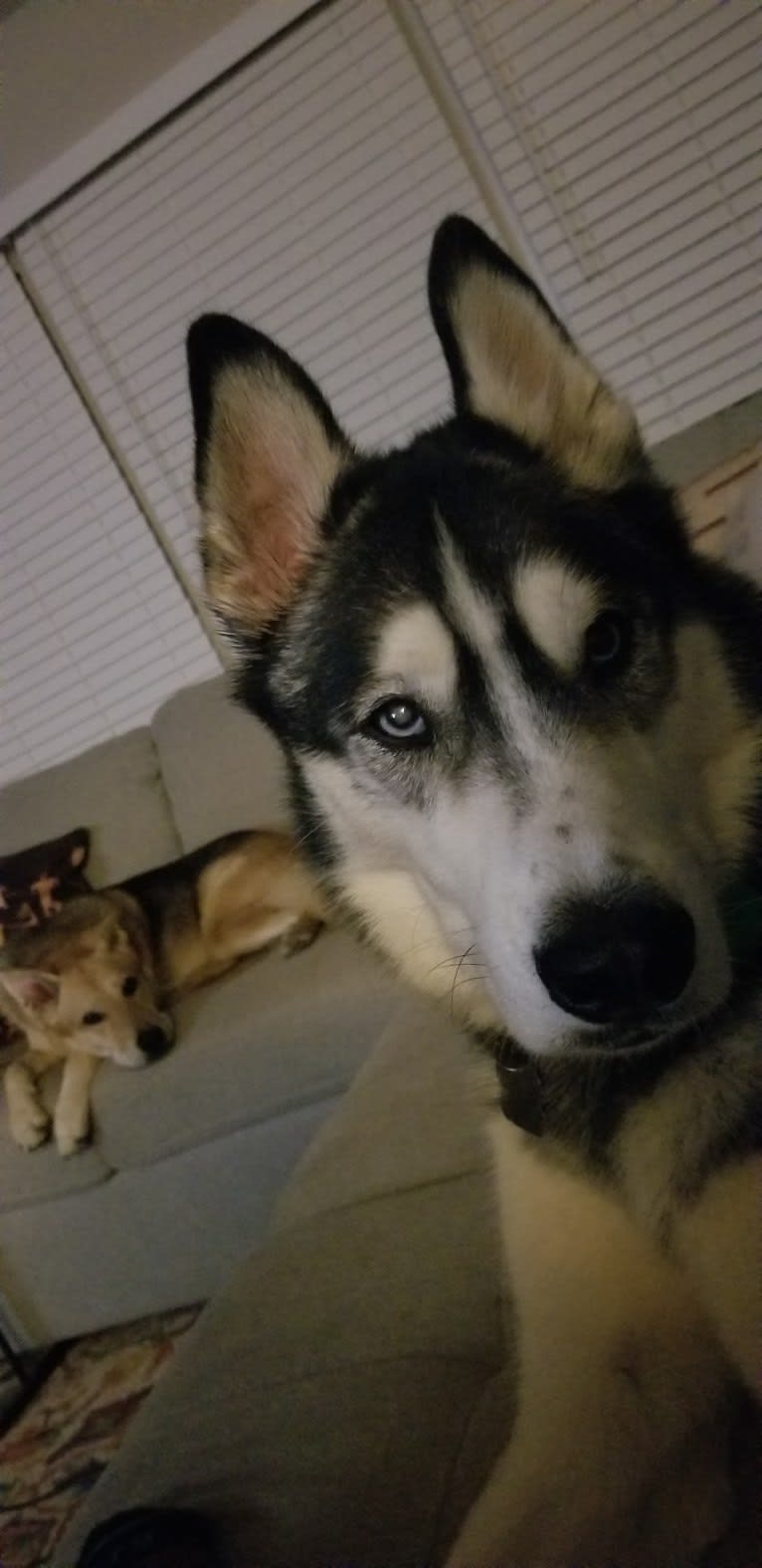 Teko, a Siberian Husky tested with EmbarkVet.com