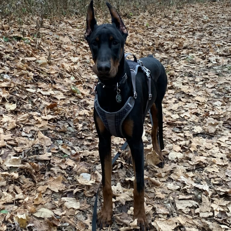 South Paw’s Nhaga, a Doberman Pinscher tested with EmbarkVet.com