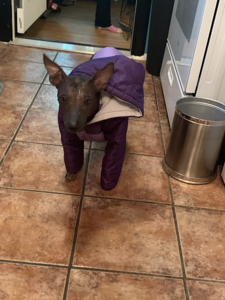 Ivar, a Xoloitzcuintli tested with EmbarkVet.com