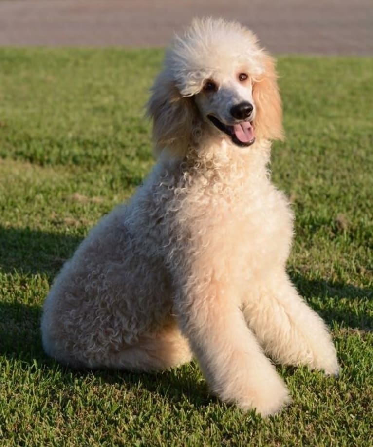 journey's petite "jozi" brunne, a Poodle (Standard) and Golden Retriever mix tested with EmbarkVet.com