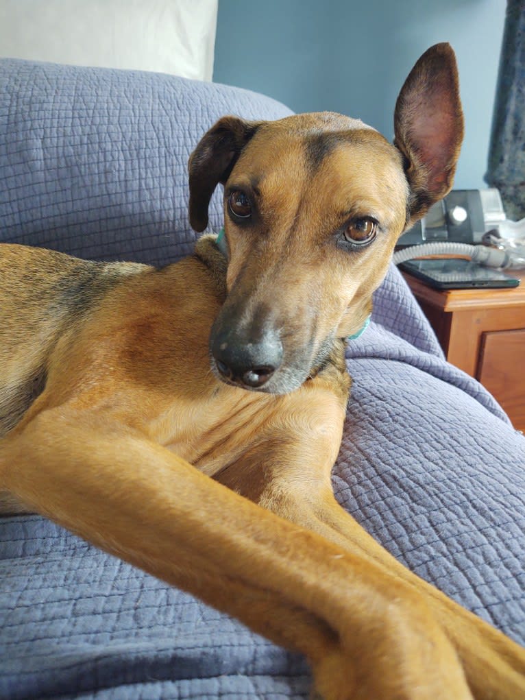 BeeGee, an Australian Kelpie and American Pit Bull Terrier mix tested with EmbarkVet.com