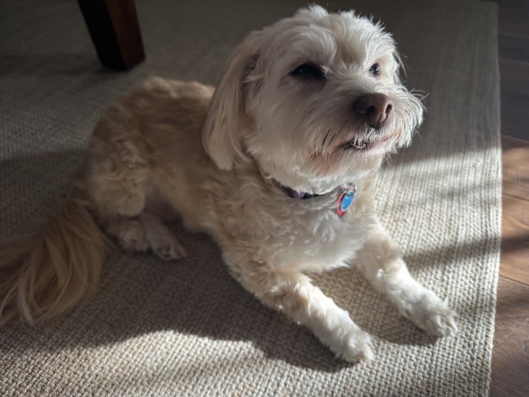 Tink, a Poodle (Small) and Chihuahua mix tested with EmbarkVet.com