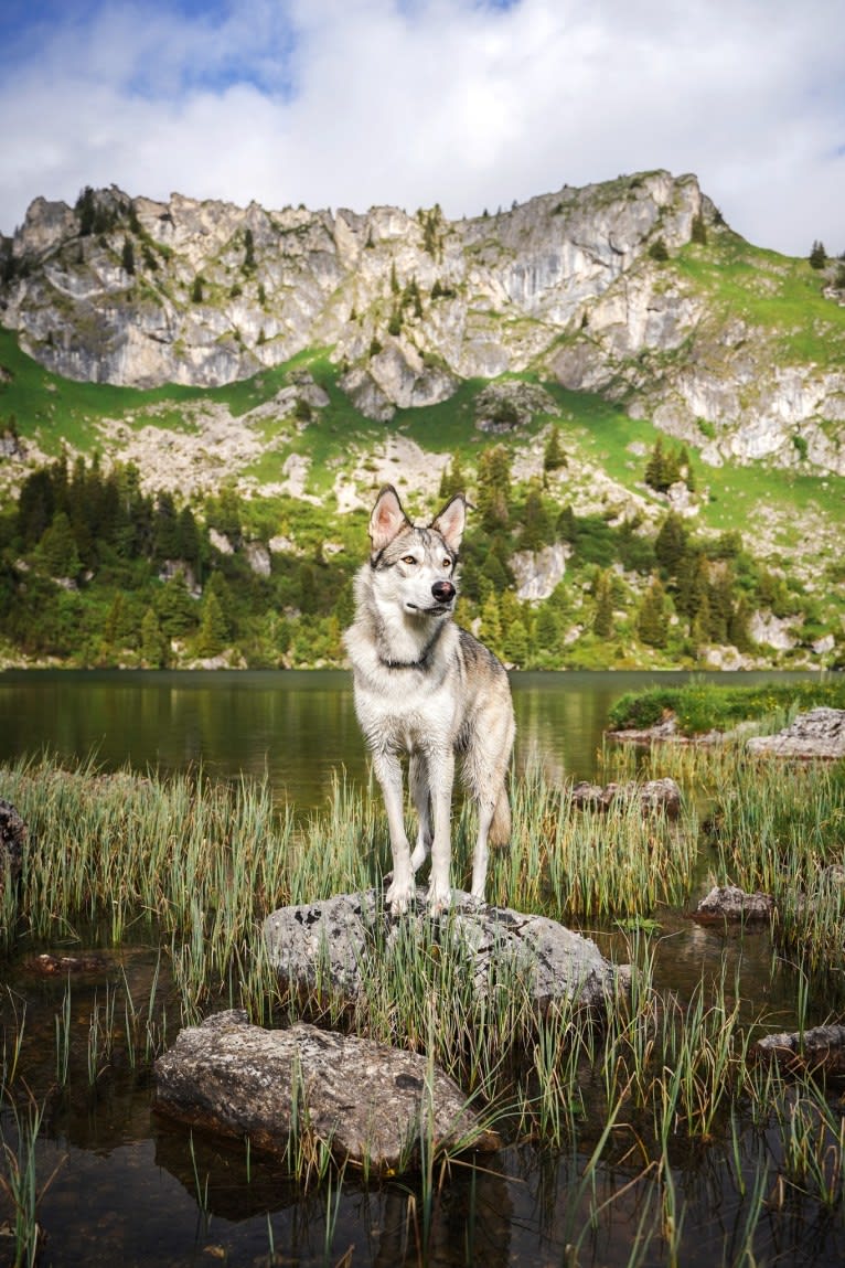 Kida a dog tested with EmbarkVet.com