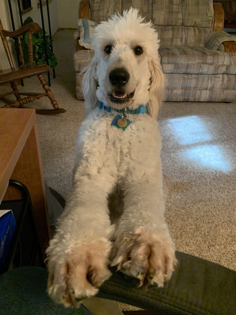 Sammy, a Goldendoodle tested with EmbarkVet.com