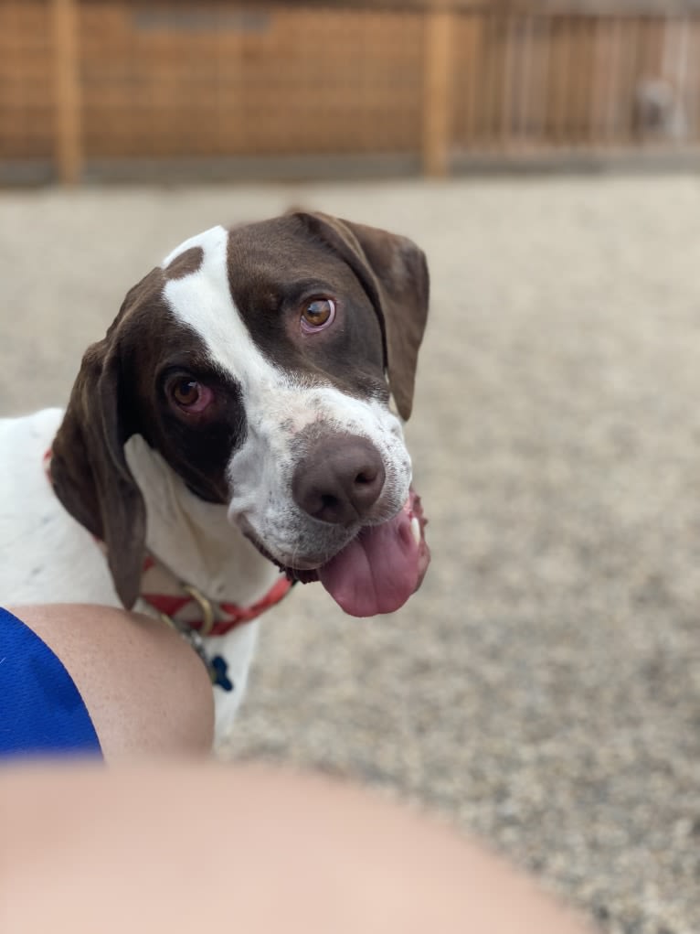 Hank, a Pointer tested with EmbarkVet.com