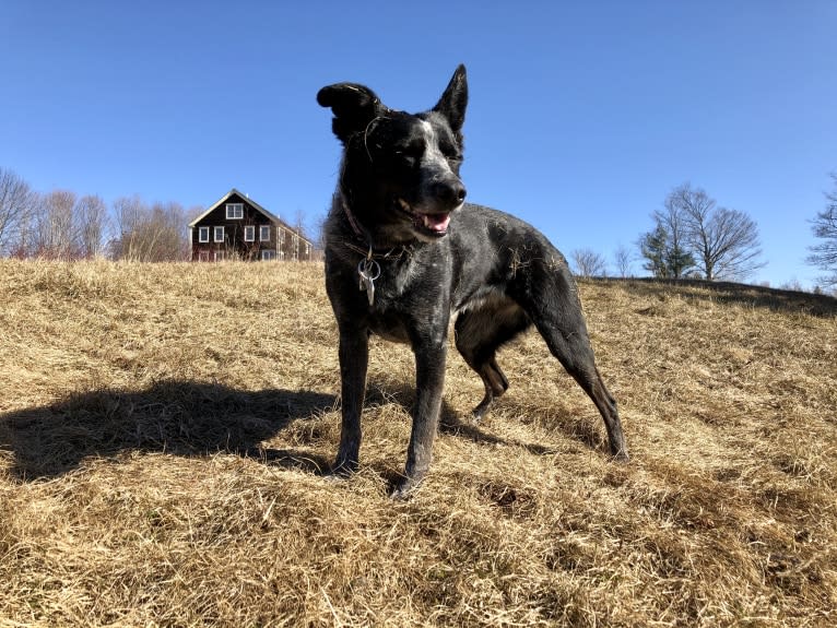 Mist, an Australian Cattle Dog and Australian Shepherd mix tested with EmbarkVet.com