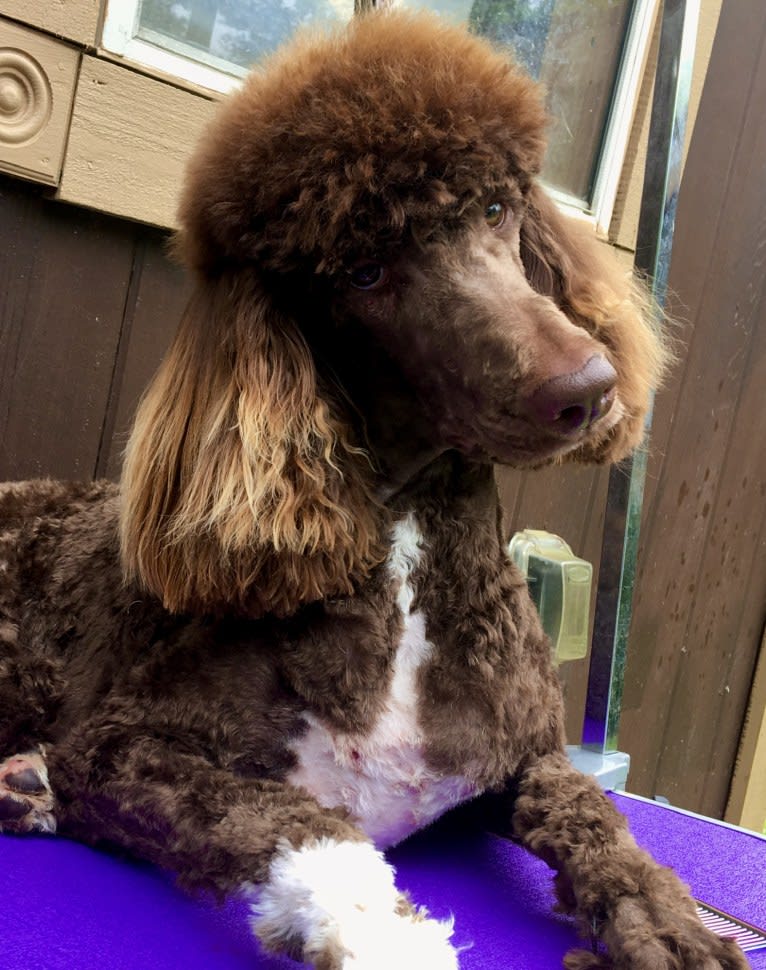 Maggie, a Poodle (Standard) tested with EmbarkVet.com