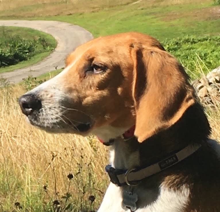 Emerson, an American Foxhound tested with EmbarkVet.com