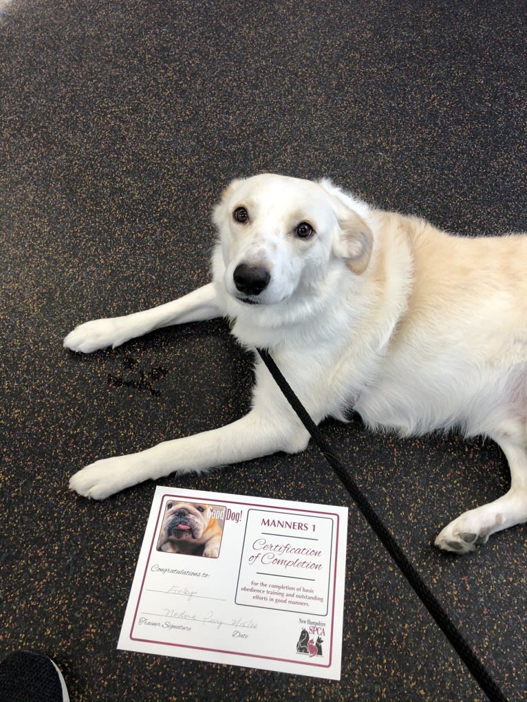 Finley, a Great Pyrenees and Border Collie mix tested with EmbarkVet.com