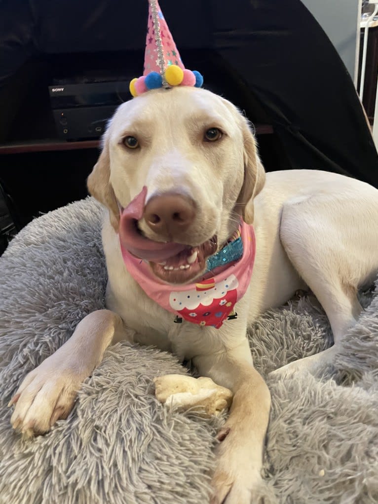 Ben, a Labrador Retriever and Great Pyrenees mix tested with EmbarkVet.com