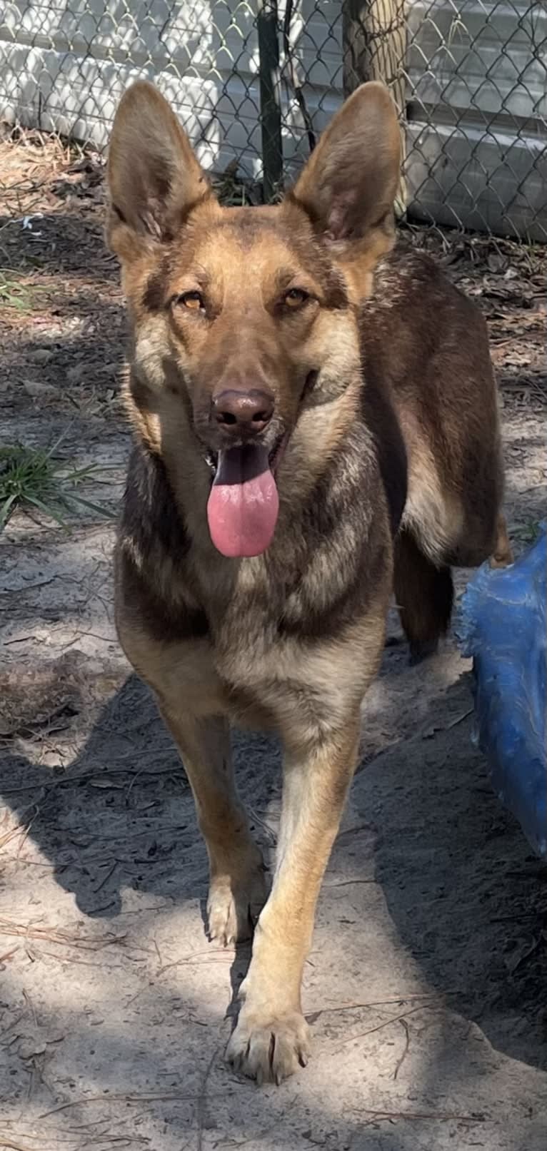 Duchess, a German Shepherd Dog tested with EmbarkVet.com