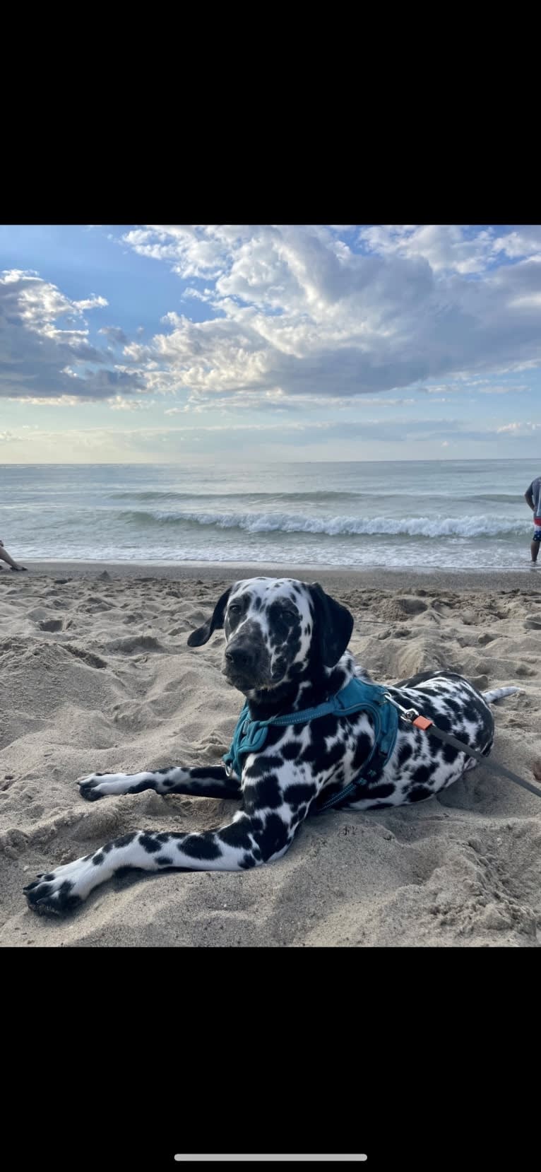 Pepper Mehta, a Dalmatian tested with EmbarkVet.com