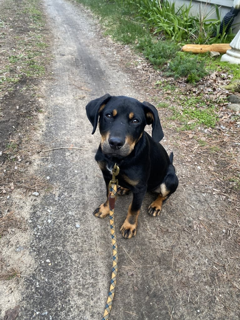 Arlo, a Labrador Retriever and Pointer mix tested with EmbarkVet.com