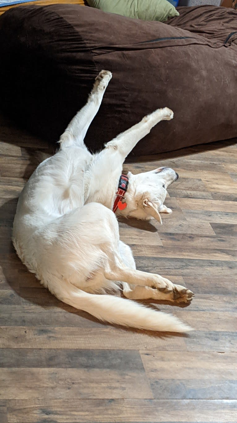 Ammy, a Maremma Sheepdog tested with EmbarkVet.com