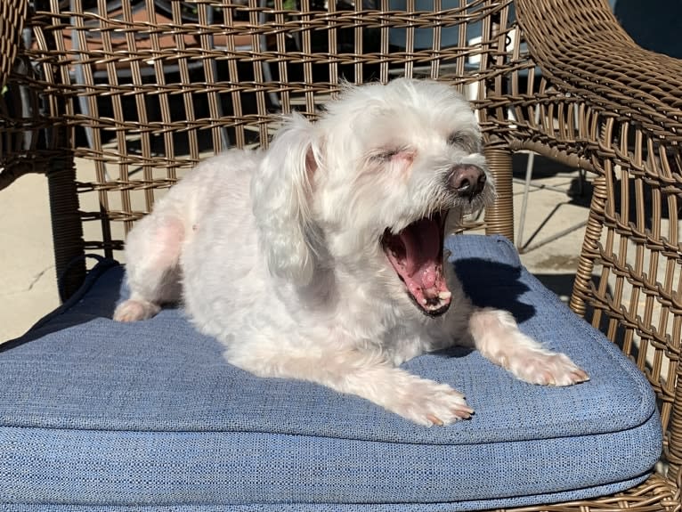 Q-Tip, a Poodle (Small) and American Eskimo Dog mix tested with EmbarkVet.com