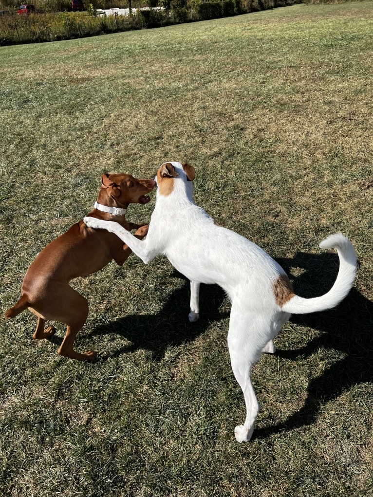 Wilson Wayhart, a Boxer and German Shepherd Dog mix tested with EmbarkVet.com