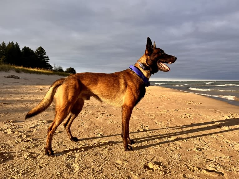 Valor, a Belgian Shepherd tested with EmbarkVet.com